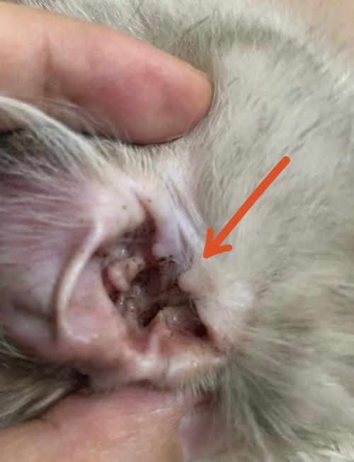猫咪耳朵上有结痂
