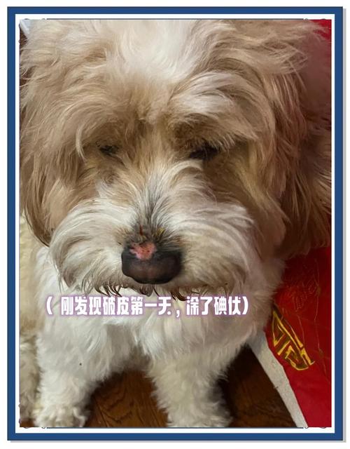 狗狗鼻子脱皮正常的吗