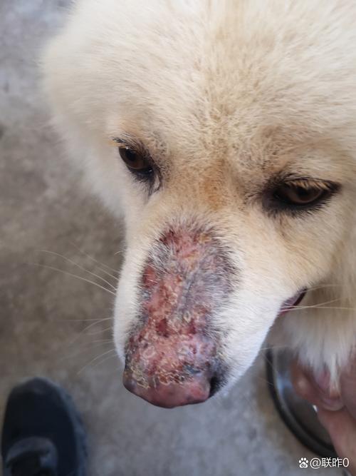 狗狗鼻子上方脱皮掉皮(狗狗鼻子掉皮怎么回事)
