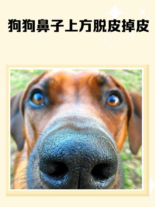 泰迪狗狗鼻子脱皮