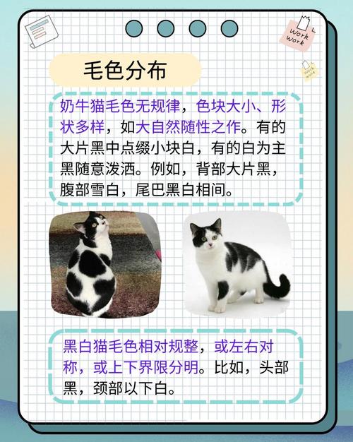 奶牛猫幼崽如何分辨公母