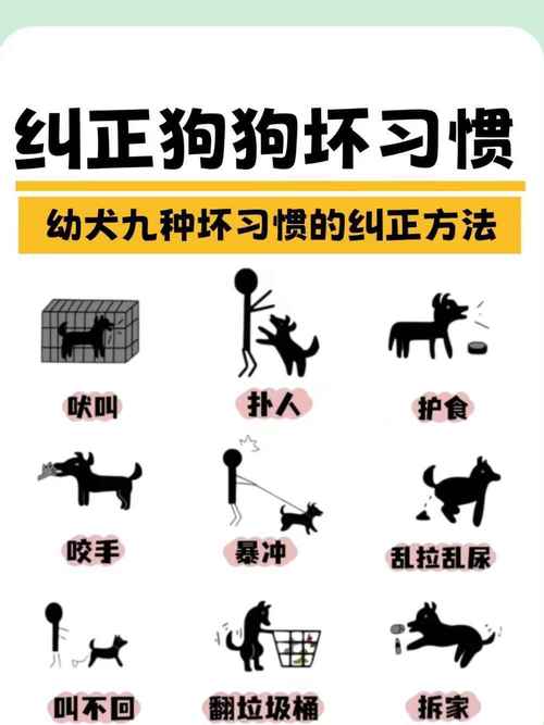 如何纠正狗狗乱咬东西的坏习惯?