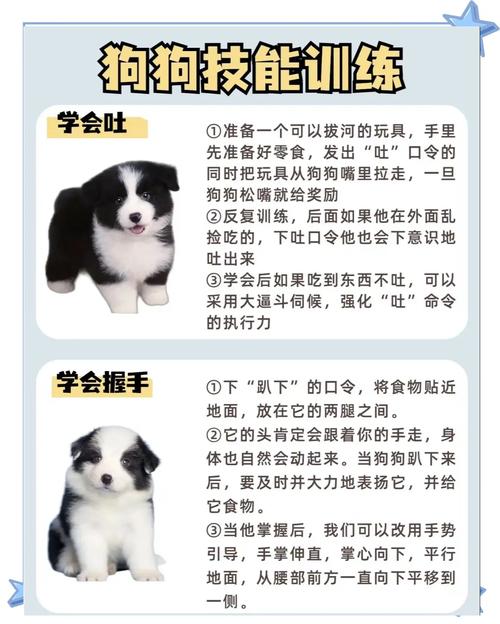 训练狗狗不乱咬东西方法要用对,如何阻止狗狗乱咬东西