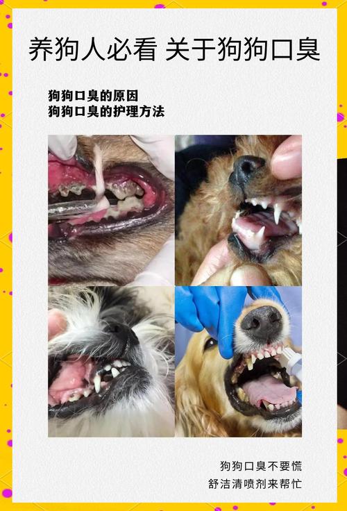 狗狗口臭严重是什么原因