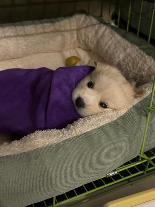 狗狗冬天需要盖被子睡觉吗