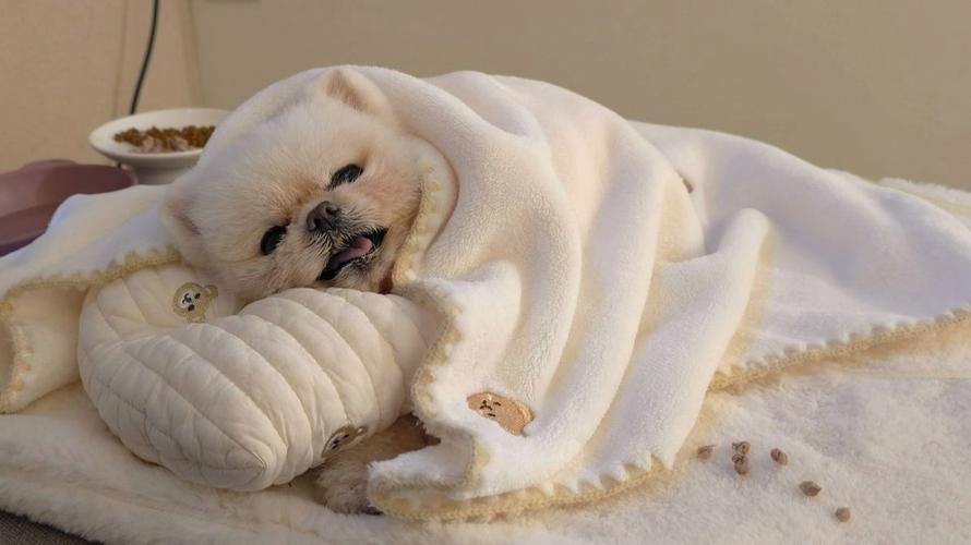 冬天需要给狗狗盖被子吗?