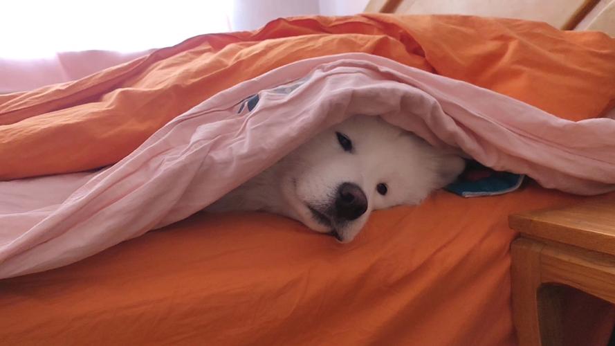 狗狗晚上睡觉要盖被子吗