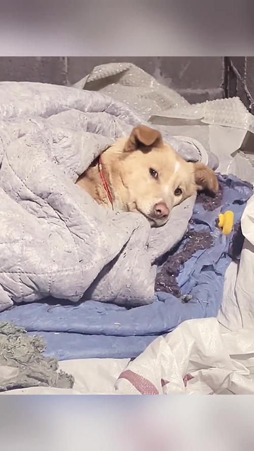 在冬季这几种狗狗,主人家一定要帮它“盖被子”,有家里狗吗?