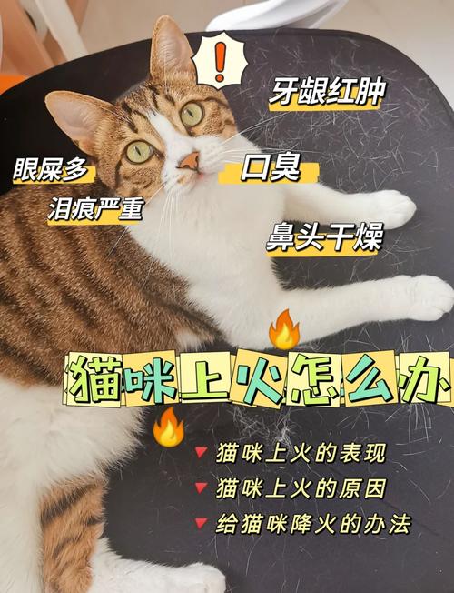 猫咪刚到新家不久,上火了流眼泪怎么办