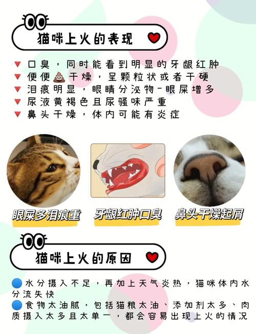 猫咪上火能自愈吗?