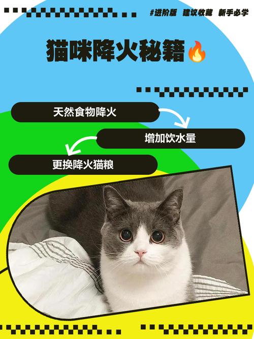 猫咪上火怎么办