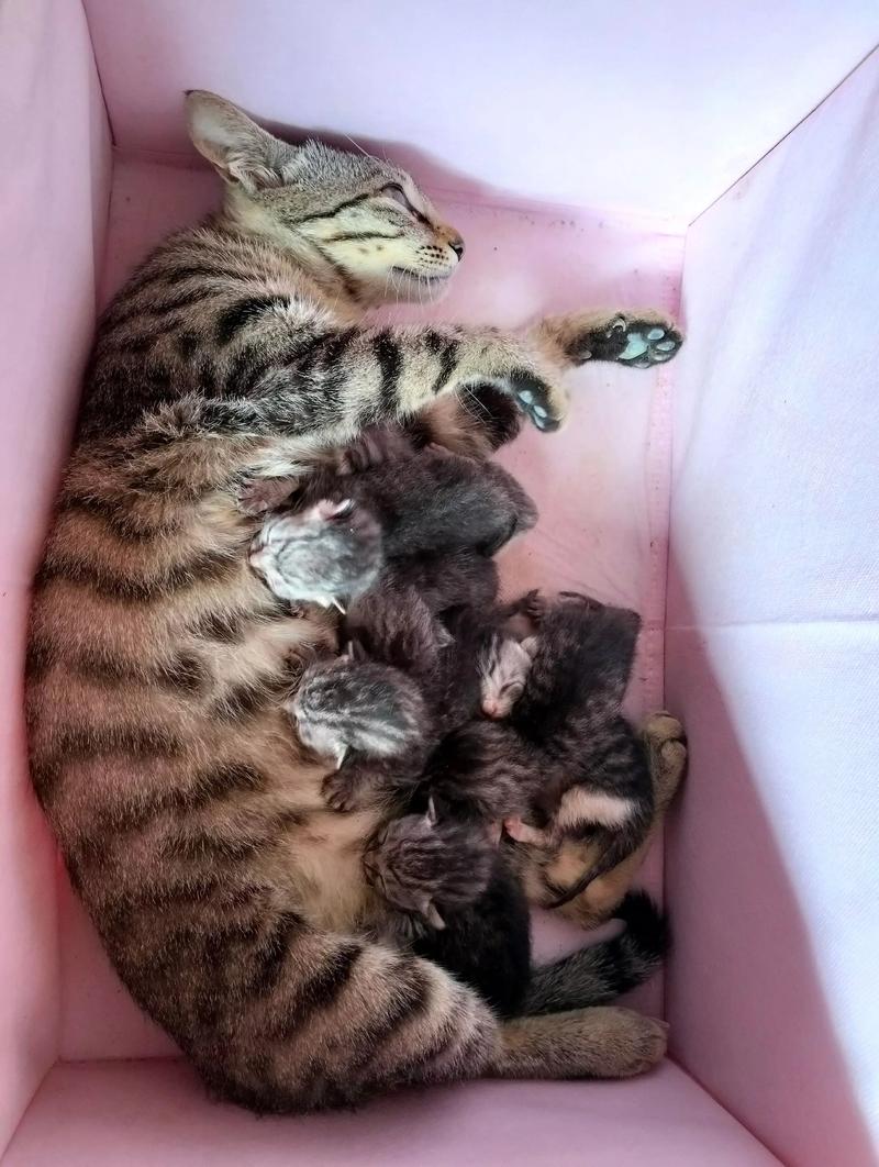 头胎小猫成活率