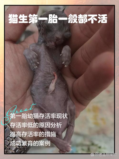 猫一胎只生了一个正常吗?