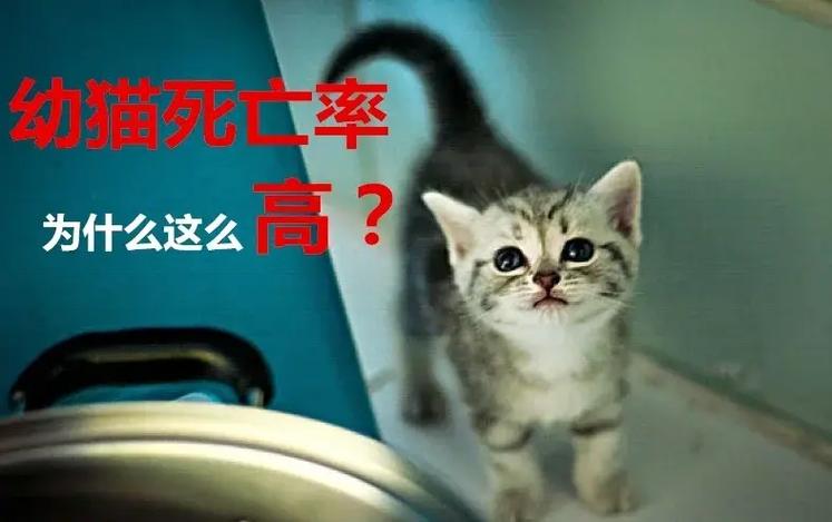 猫一胎生几只比较好?