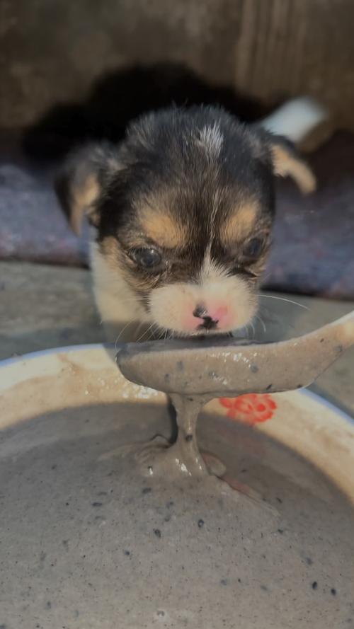 博美犬能吃黑芝麻糊吗?