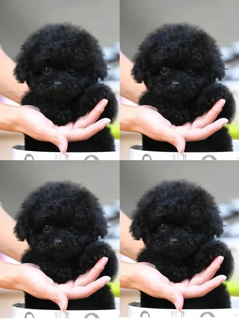 一个多月萨摩耶幼犬能不能吃芝麻糊?