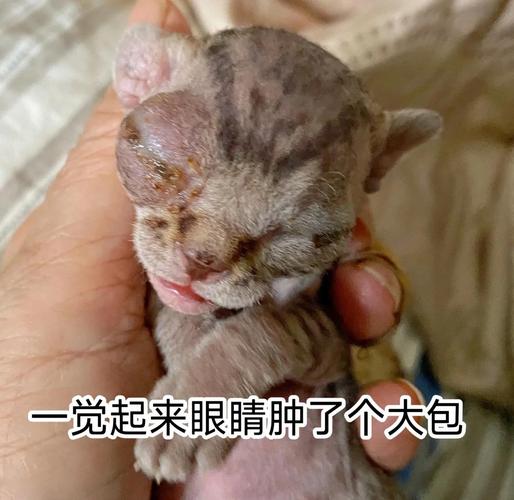 猫咪眼睛发炎会自愈吗