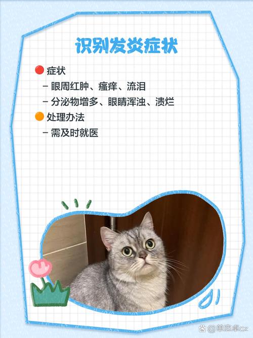 猫咪眼睛发炎,不肯滴眼药水怎么办?