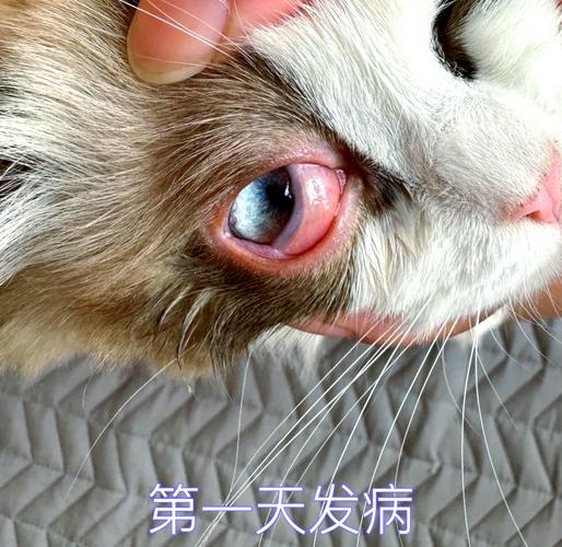 猫咪眼睛发炎自己能愈合吗?