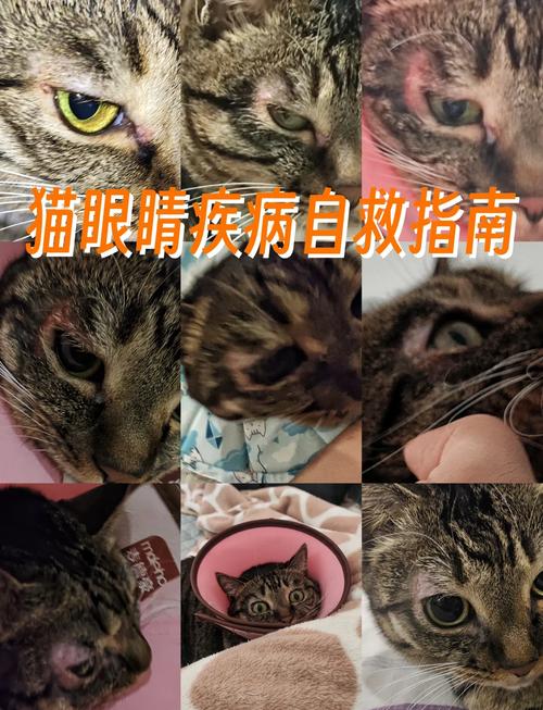 猫眼睛发炎了怎么办