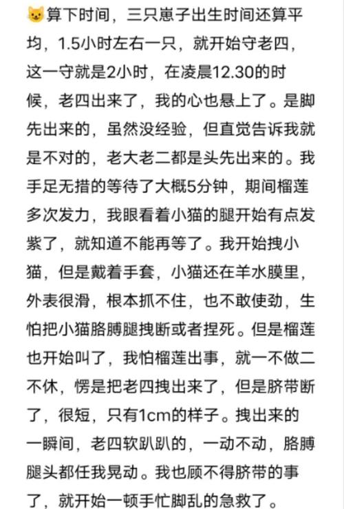 猫难产的处理方法
