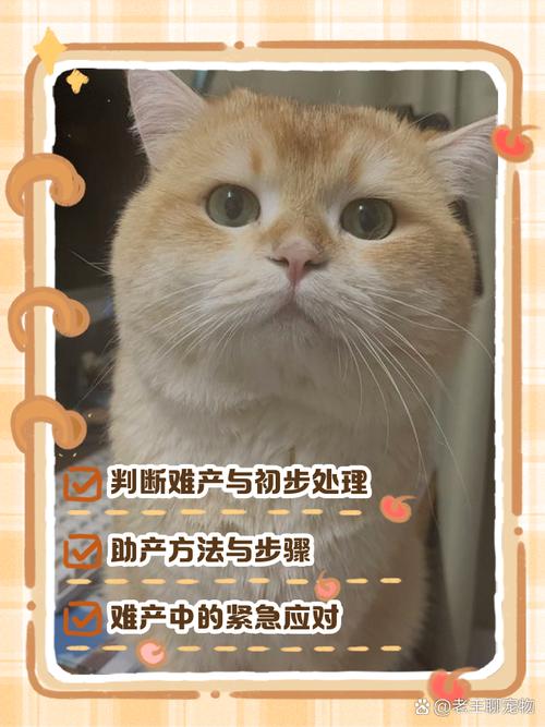 猫咪要生了怎么帮助她