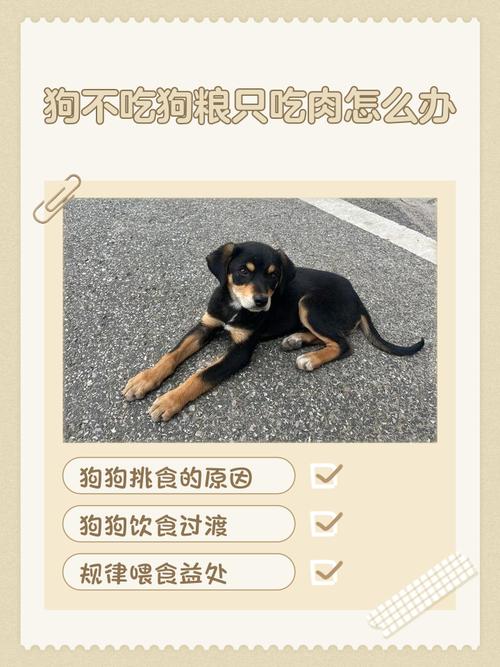 狗狗不吃狗粮只吃肉咋办