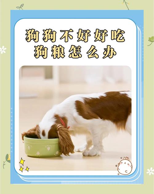 狗不吃狗粮怎么办