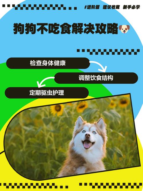 狗不吃狗粮怎么办呀