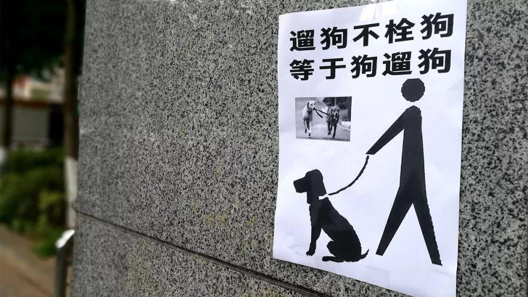 每次过年回家,狗狗见到我就发情怎么办?遛狗我不去它也不去