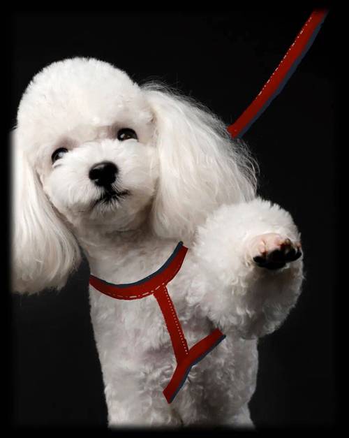 狗发情一直叫怎么办?