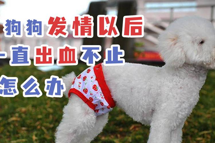 母狗进入发情期,该如何解决?