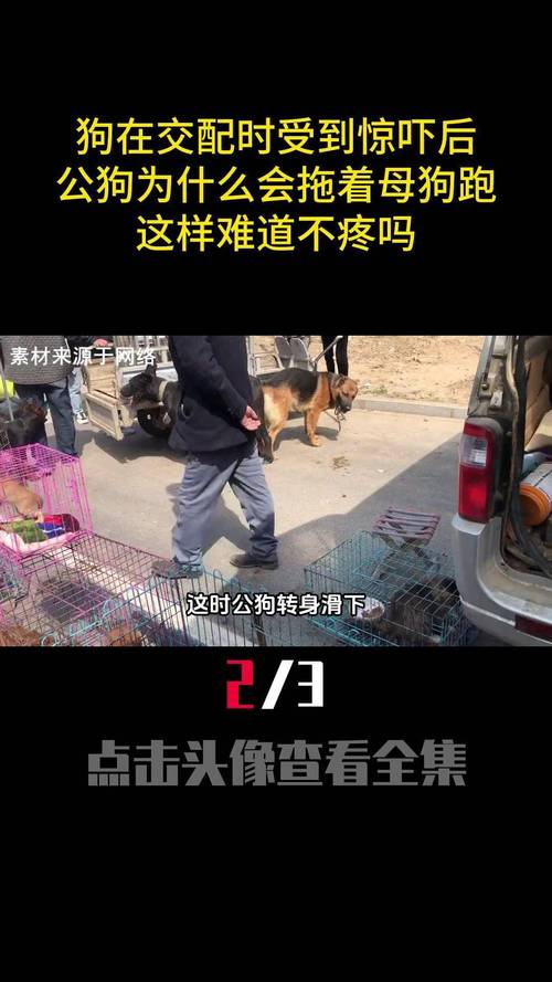 狗狗发情期一直叫该怎么处理?