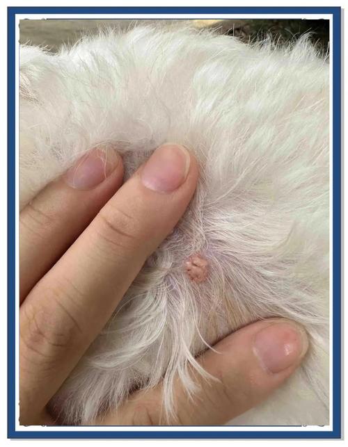 狗狗皮下有疙瘩会滑动