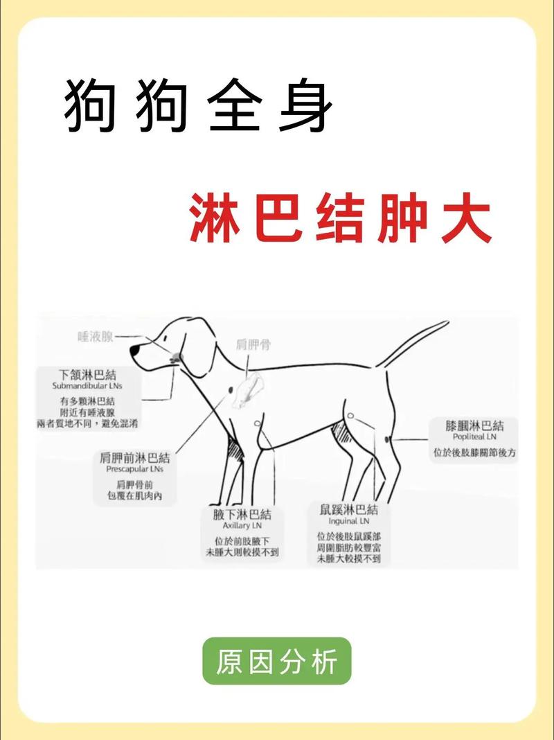 狗狗淋巴肿大会自愈么