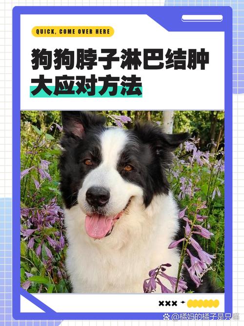 狗狗淋巴肿大会自愈吗