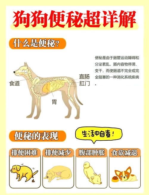 狗狗在外面不拉屎怎么办