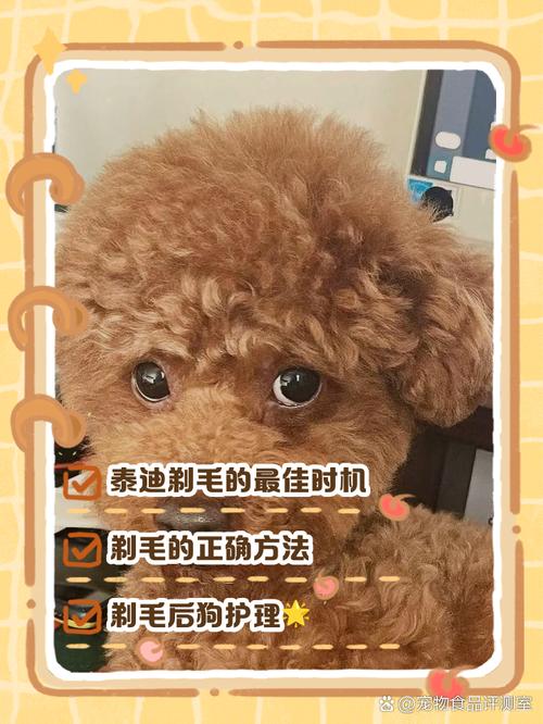 两个月的狗狗可以剃毛吗