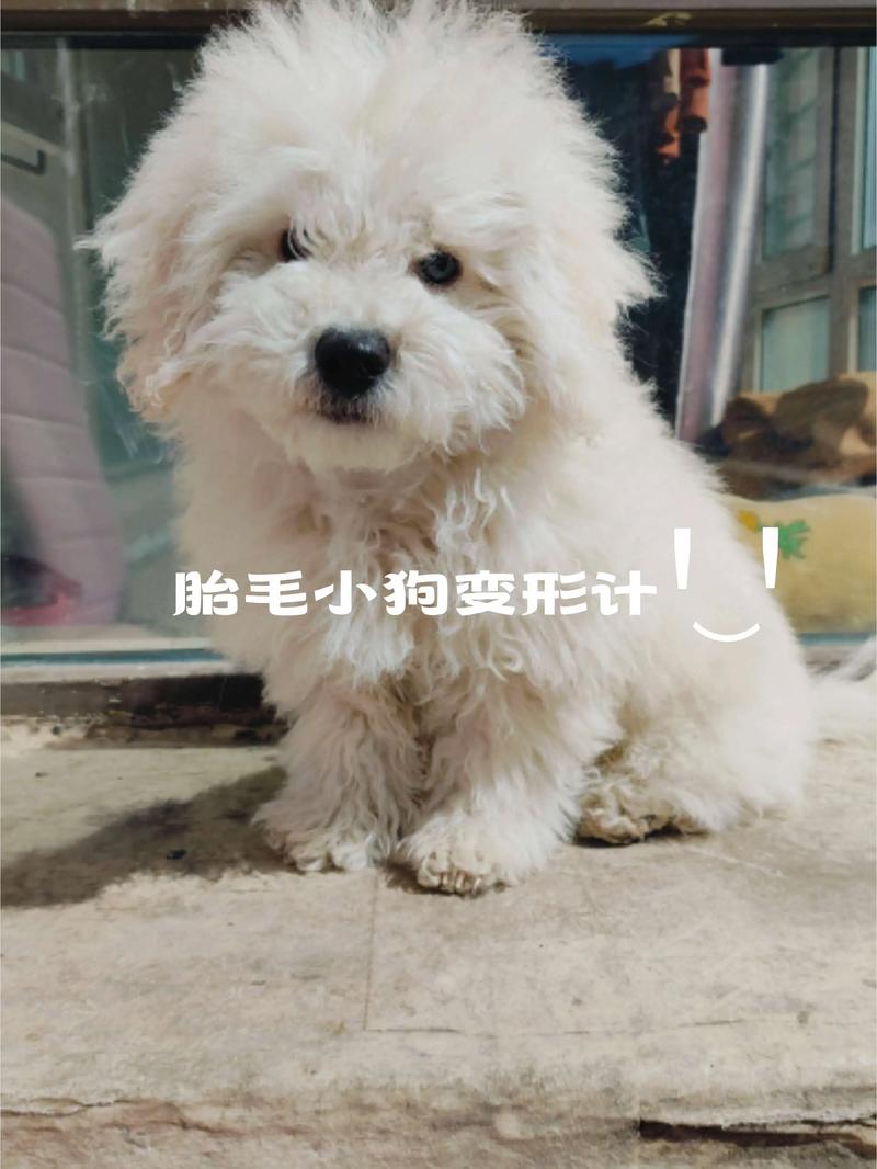 两个多月的狗狗可以给它剃毛吗