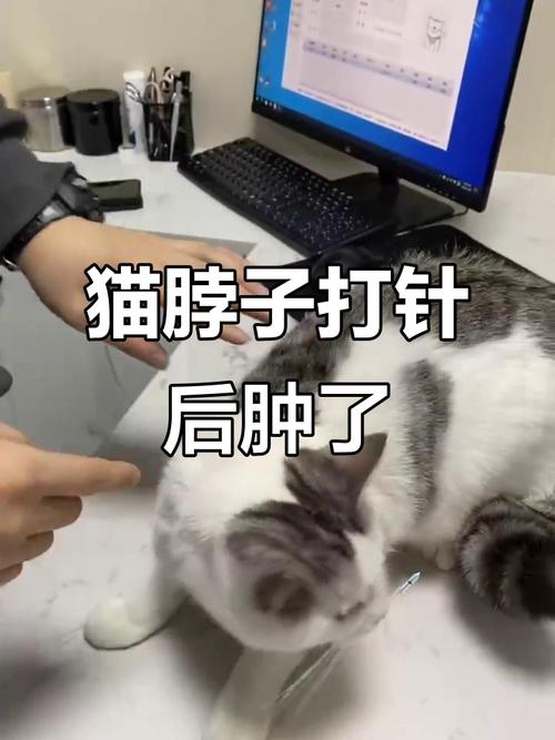 猫咪打过针后脖子上有个鼓包是怎么回事?