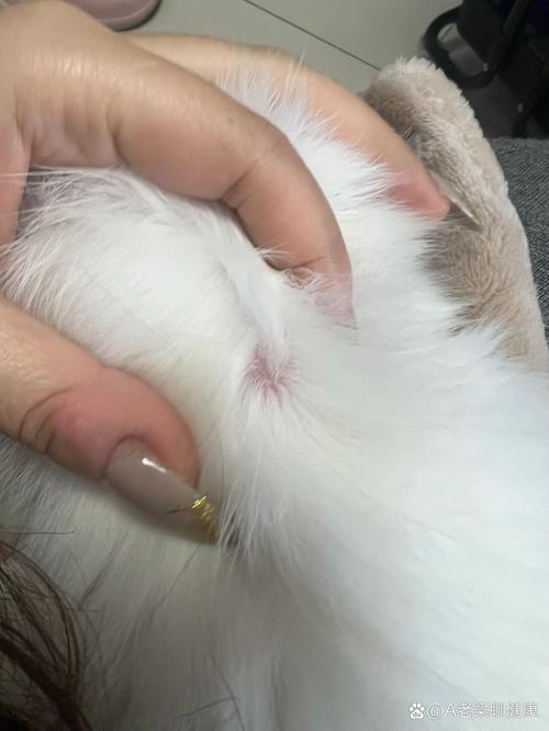 猫咪脖子上有个鼓包