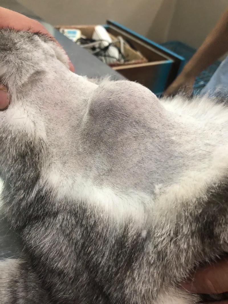 猫咪脖子上有个硬硬的鼓包