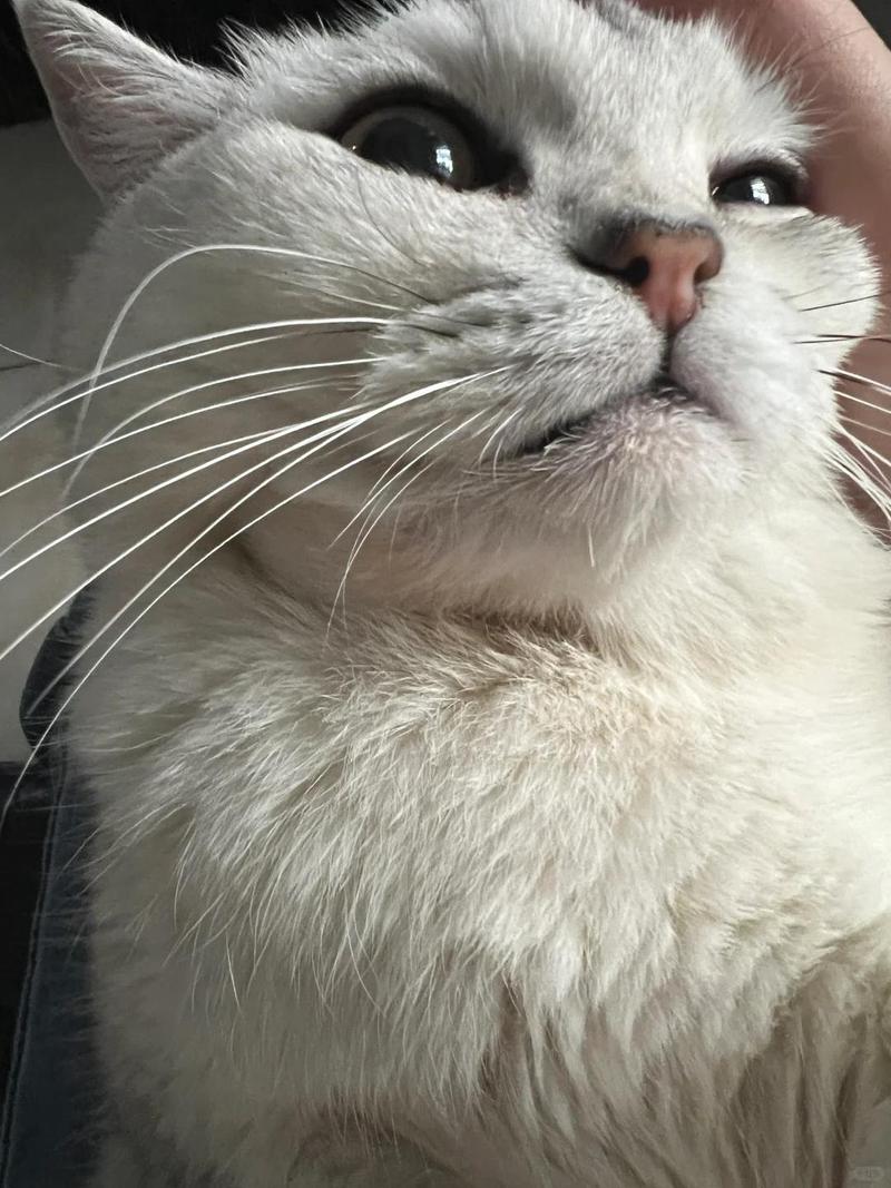 猫咪注射妙三多后脖子鼓包是怎么回事?