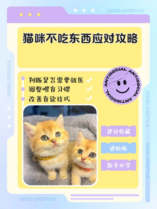 猫不肯吃东西该怎么引导训练?