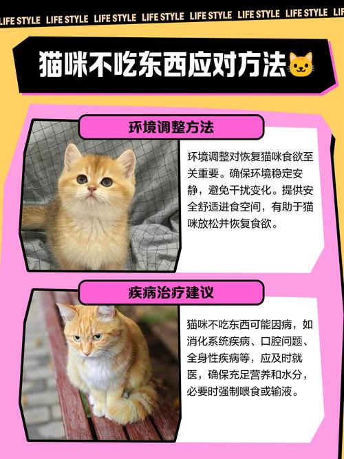 我家猫猫买来2个月大,都不肯吃东西,一直睡觉,不知道怎么养它,希望有猫...