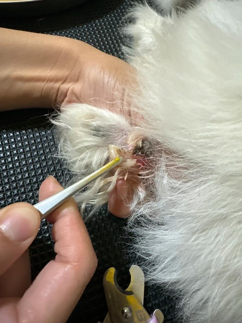 狗需要剪指甲吗