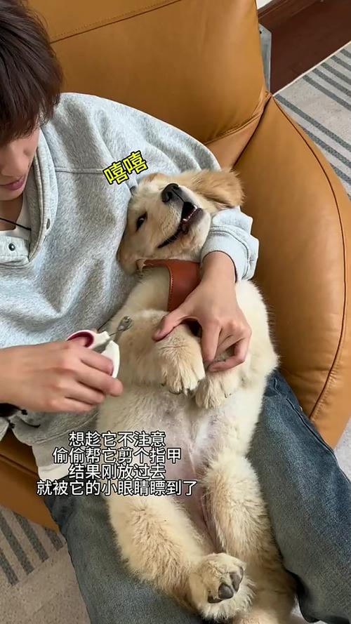 不给狗狗剪指甲会怎么样