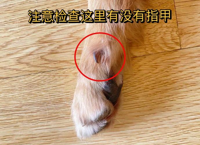 不给狗狗剪指甲?这3个后果自负