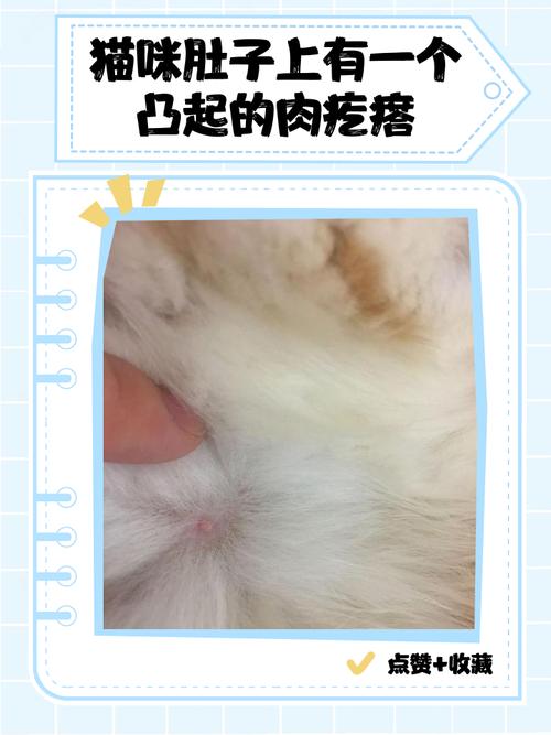 猫咪腹部摸到硬疙瘩