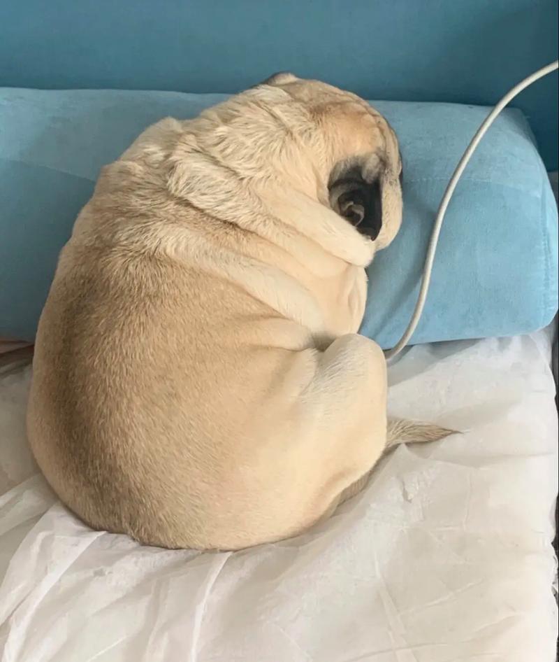 小狗吃奶吃多久